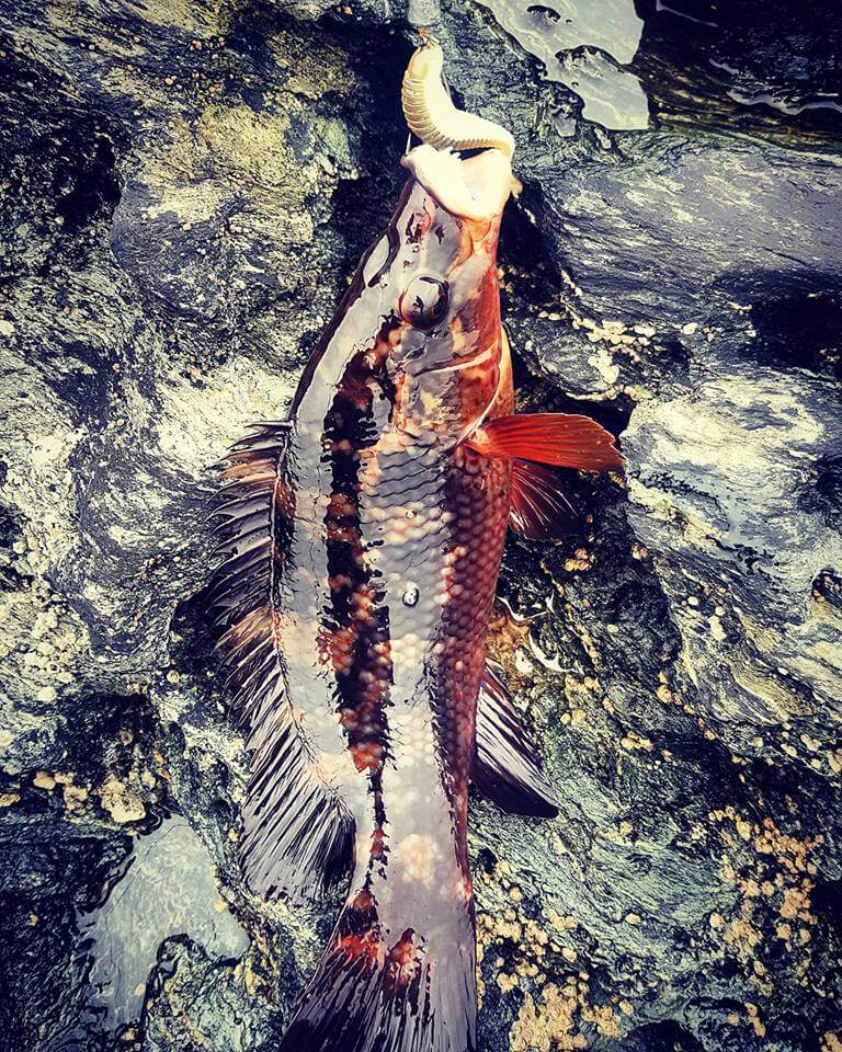 Donegal Wrasse